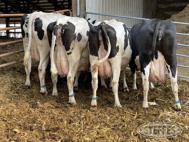 (4 Head) Holstein dry cows